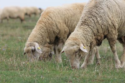 sheep_medium_af809790c5c1e01c0fac96dc865ae151